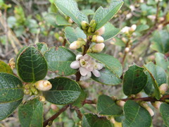 Symplocos theiformis