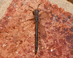 Myrmeleon acer