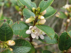 Symplocos theiformis