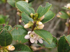 Symplocos theiformis