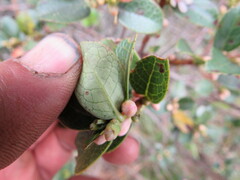 Symplocos theiformis