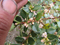 Symplocos theiformis