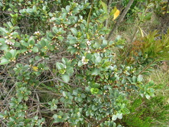 Symplocos theiformis