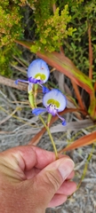 Disa graminifolia