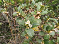 Symplocos theiformis