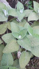 Sideritis canariensis