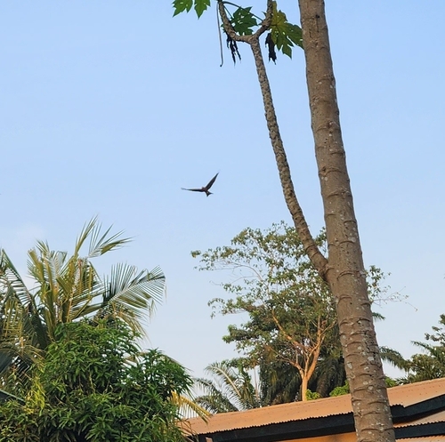 Black Kite