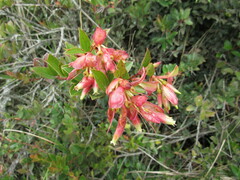 Cavendishia bracteata
