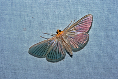 Cirrhocephalina evanidalis