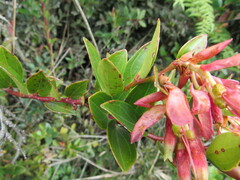 Cavendishia bracteata