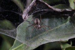 Dendrolycosa