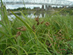 Bolboschoenus yagara