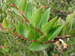 Cavendishia bracteata