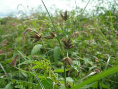 Bolboschoenus laticarpus