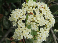 Viburnum triphyllum