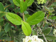 Viburnum triphyllum