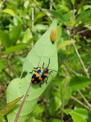 Phyllocharis undulata