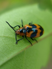 Phyllocharis undulata