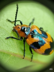 Phyllocharis undulata