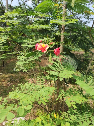 peacock flower