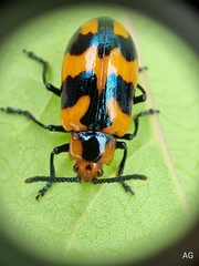 Phyllocharis undulata