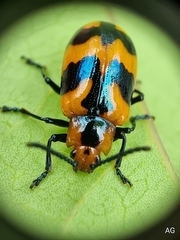 Phyllocharis undulata