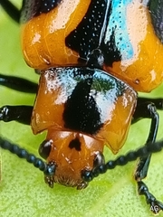 Phyllocharis undulata