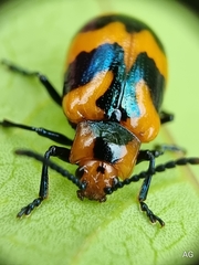 Phyllocharis undulata