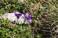 Viola alpina