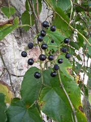 Cissus verticillata