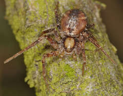 Philodromus collinus