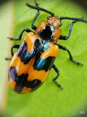 Phyllocharis undulata