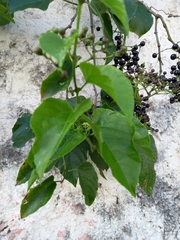 Cissus verticillata