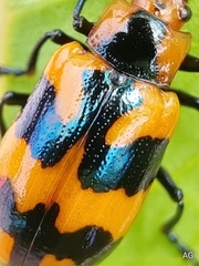 Phyllocharis undulata