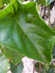 Cissus verticillata