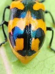 Phyllocharis undulata