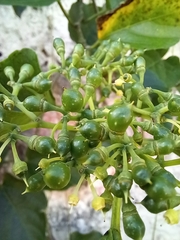Cissus verticillata