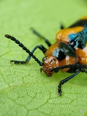 Phyllocharis undulata