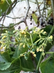 Cissus verticillata