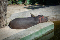Hippopotamidae