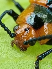 Phyllocharis undulata