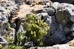Draba aizoides