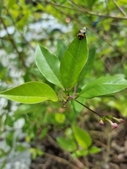 Phyllocharis undulata
