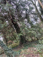 Chamaecyparis lawsoniana