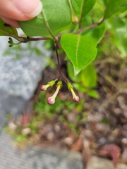 Phyllocharis undulata