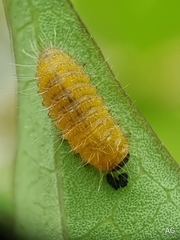 Phyllocharis undulata