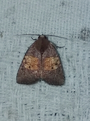 Hampsonodes