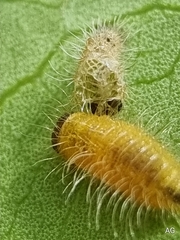 Phyllocharis undulata