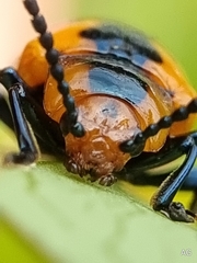 Phyllocharis undulata