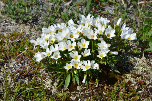 Image of Siberian Narrow-Leaved Claytonia (Claytonia acutifolia) by no rights reserved
